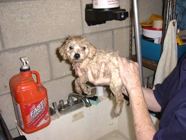 Sandy gets a bath