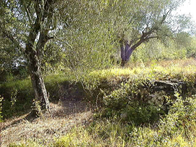 A small part of the "Olive Ranch"